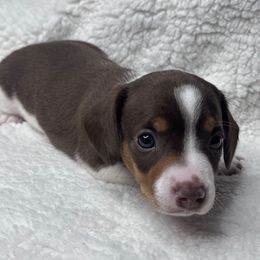 Snoop - Piebald male Dachshund puppy in Hesperia, California from Teenie Tiny Doxies