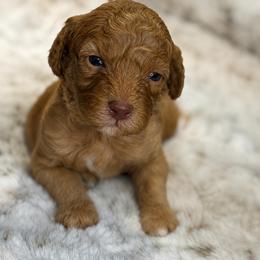 Nicklaus - Phantom male Poodle puppy in Davie, Florida from Dave Poodles