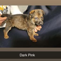 DARK PINK - Black and cream female German Shepherd puppy in Willoughby, Ohio from WolfPackk
