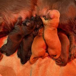 Dachshund puppies from Susan's Dachshunds