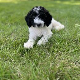 Dachshund, Goldendoodle, and Sheepadoodle Puppies from Doodles & Doxies