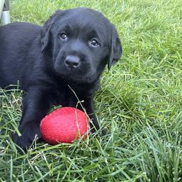 Blue collar Black Male - Black male Labrador Retriever puppy in Meridian, Idaho from Winterwynd Labradors