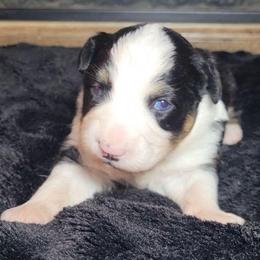 Tinker Bell - Black tri female Miniature Australian Shepherd puppy in Sunbury, Pennsylvania from Elemental Mini Aussies