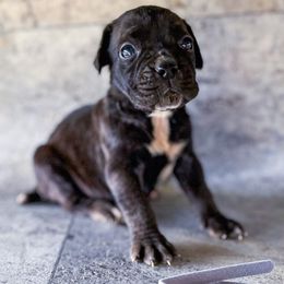 Gray Collar - Black brindle male Cane Corso puppy in Catawba, North Carolina from Catawba Cane Corso