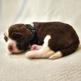 Green Boy (or Sir Barks A Lot) - Liver and white male English Springer Spaniel puppy in Spanish Fork, Utah from Orchard Hill English Springer Spaniels