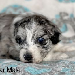 Aussiedoodle and Bernedoodle Puppies from North 40 Doodles