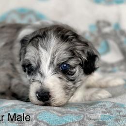 Aussiedoodle and Bernedoodle Puppies from North 40 Doodles