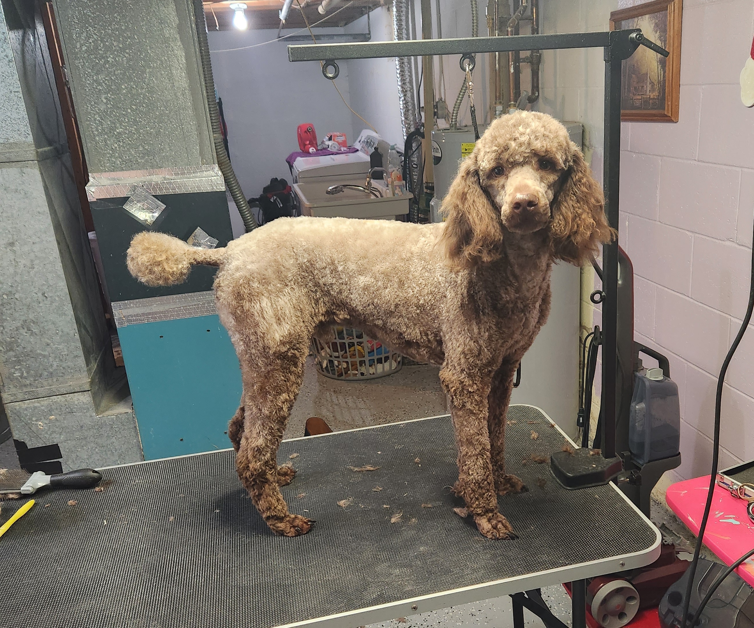 Gunner - Poodle