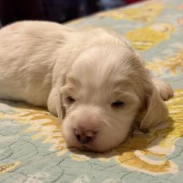 Girl 3 - Dapple female Dachshund puppy in Jacksonville, Florida from Little Lords & Ladies Dachshunds