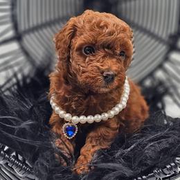 Venetian - Red  female Poodle puppy in Salem, Missouri from Meadowbrook Poodles