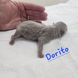 Dorito - Lavender male Pomeranian puppy in Tyner, Kentucky from Tanner's Majestix Kennels
