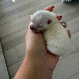 Girl 2 - Cream female Pomeranian puppy in Meridian, Idaho from Precious poms