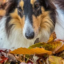Collies from Puppy Dog City