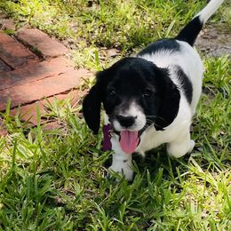 Indy Ana Jonsie - Piebald female Dachshund puppy in Poetry, Texas from “Doxie Bliss” Meyerhaus Ranch