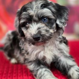 B1 - Blue merle male Aussiedoodle puppy in Citra, Florida from Southpaw Herders LLC