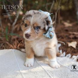 Stetson - RMM - Red merle male Australian Shepherd puppy in Nacogdoches, Texas from TK Standard, Mini, & Toy Aussies