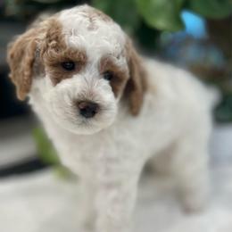 Cosmos - Parti male Poodle puppy in Nixa, Missouri from Foxtrot Farm Poodles