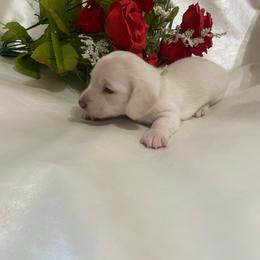 Lyla - Cream female Dachshund puppy in Smicksburg, Pennsylvania from TLC Dachshunds