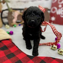 Ivy - Black female Goldendoodle puppy in Lisbon, Ohio from Willow Lane Doodles
