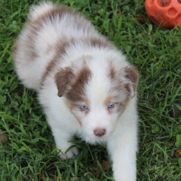 Hugh - Red merle male Australian Shepherd puppy in Kansas, Oklahoma from Windy G Farm