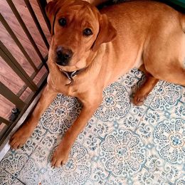 Daphne - Labrador Retriever