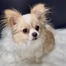 Izzy - Cream and white female Chihuahua puppy in Simpsonville, South Carolina from N&T's Chihuahuas