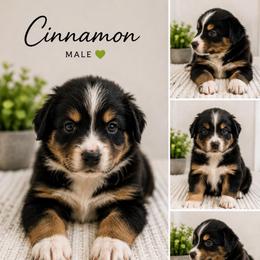Cinnamon - Black tri-color male Australian Shepherd puppy in Traer, Iowa from Kelly's Australian Shepherds