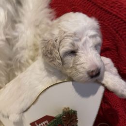 Girl light green - Pyredoodle puppy from Kiki’s Farm