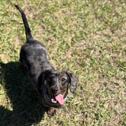Marlin - Dapple male Dachshund puppy in Waycross, Georgia from Southern Paws