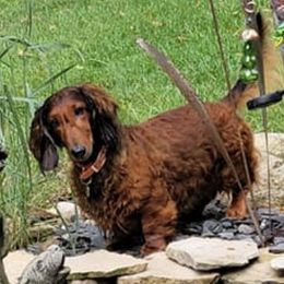 Dachshunds from Cynthia's Dachshunds