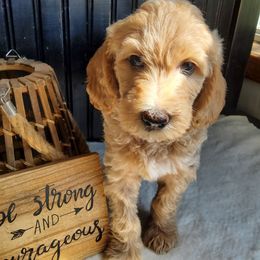 Goldendoodle and Yorkshire Terrier Puppies from Rowan's Rascals