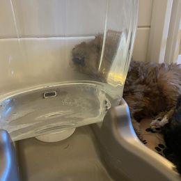 Schnoodle Puppies from Noodle Tings Puppies