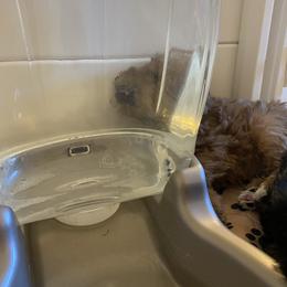 Schnoodle Puppies from Noodle Tings Puppies