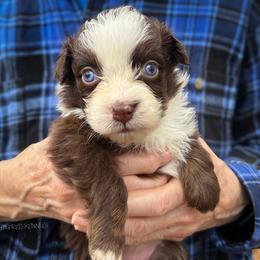 Toasty - Red & white female Australian Shepherd puppy in Lexington, South Carolina from Lightspeed Kennels