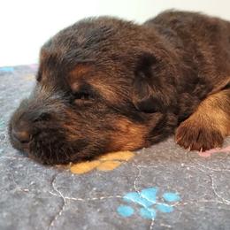 Gold Girl - Black and red female German Shepherd puppy in Longview, Washington from Bunkerhill Shepherds