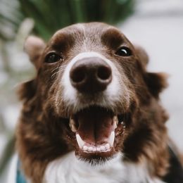 Border Collies from Border Agility