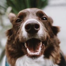 Border Collies from Border Agility