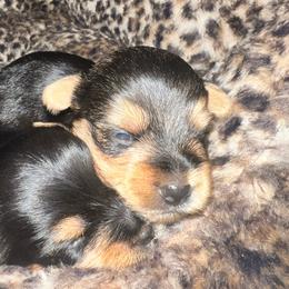 Girl 1 - Black and gold female Yorkshire Terrier puppy in Bakersfield, California from Tiny Tails Yorkies