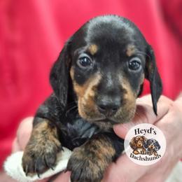 Dandelion - Black and tan male Dachshund puppy in Hoquiam, Washington from Heyd's Mini Dachshunds