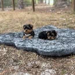 Yorkshire Terrier puppies from Puppies Forever 💙❤️🐶