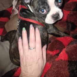 Boston Terrier and French Bulldog Puppies from Reds Studio