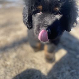 Black - Black and tan Tibetan Mastiff puppy in Maxwell, Ia, Iowa from HW Kennel