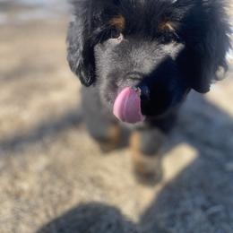 Black - Black and tan Tibetan Mastiff puppy in Maxwell, Ia, Iowa from HW Kennel