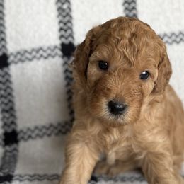 Labradoodles from Kona's Doodles