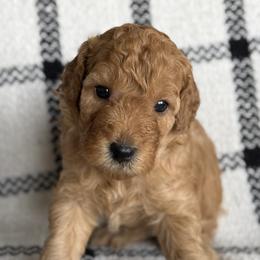 Labradoodles from Kona's Doodles