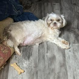 Parker - Shihpoo