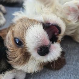 Kasparov - Blenheim male Cavalier King Charles Spaniel puppy in Winchester, Kentucky from Gleannfae Gordon Setters & Cavalier King Charkes Spaniels