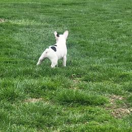 French Bulldog Puppies from Absolute Frenchie Connection