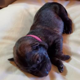 Girl 1 - German Shepherd puppy in Mead, Colorado from North Creek German Shepherds