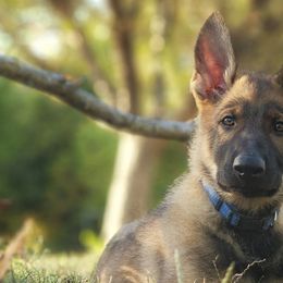 German Shepherds from Windigen Hafen German Shepherds